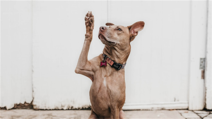 足球初盘和即时盘哪个更准?